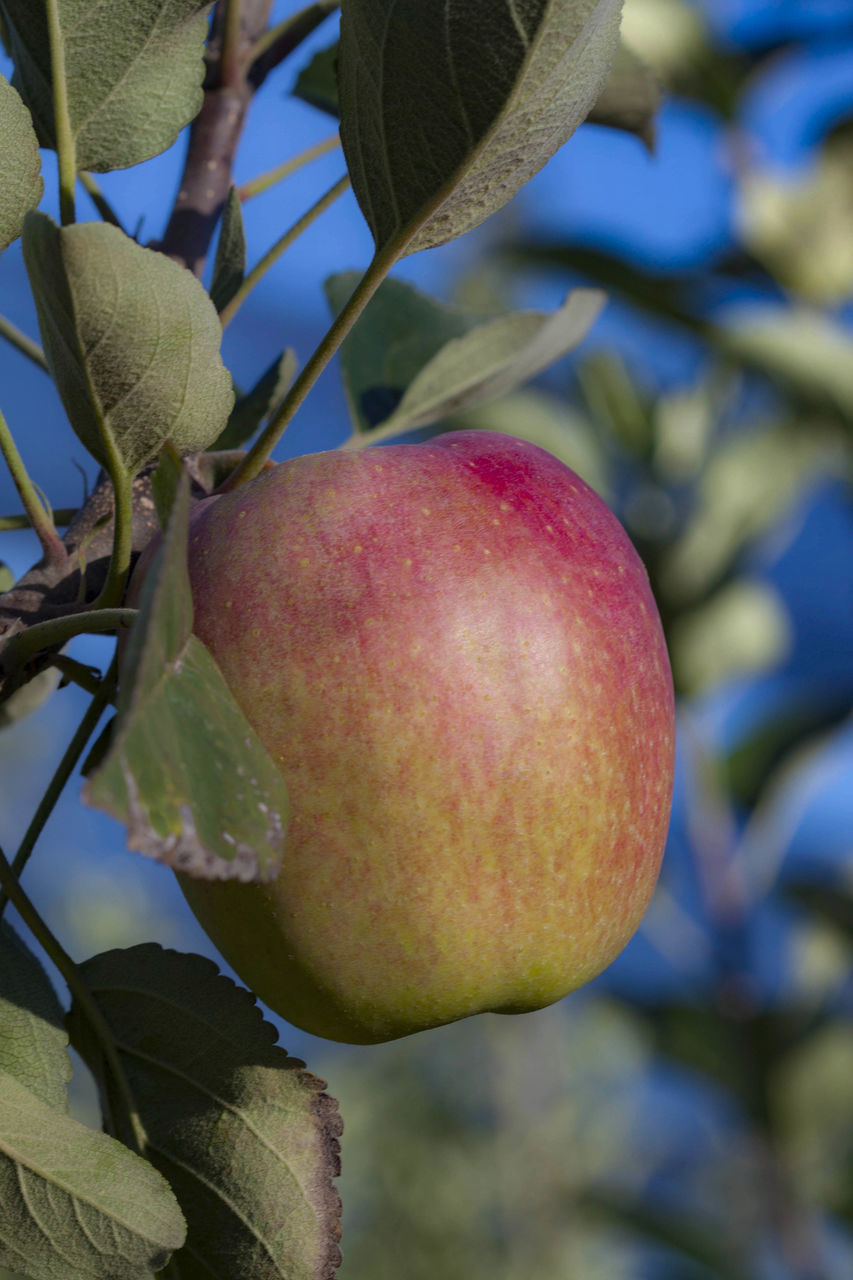 CLOSE-UP OF APPLE ON BRANCH