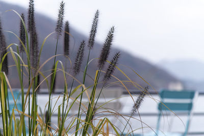 grass