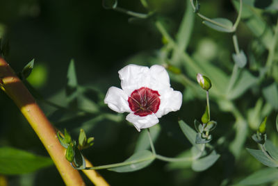 Close-up of white flowers blooming outdoors