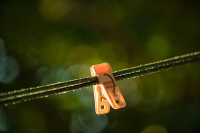 Close-up of clothespins hanging on rope