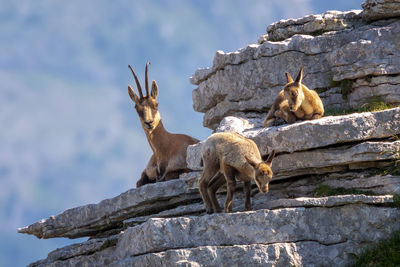 Chamois female with two cubs, on the rocks in the sun at the top of the summit. wild animal