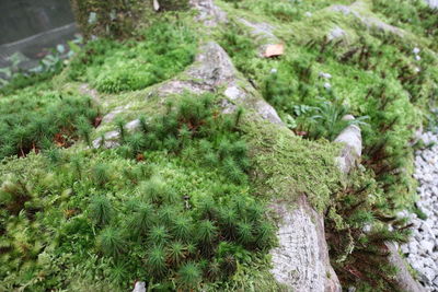 High angle view of moss on rocks