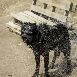 Black dog with umbrella