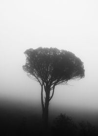 Silhouette tree against sky