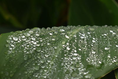 Close-up of wet plant