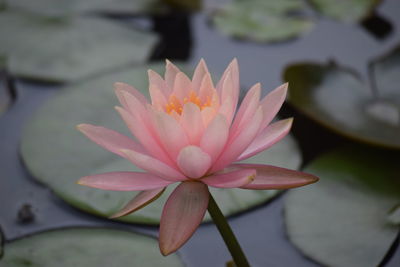 Close-up of lotus water lily in lake