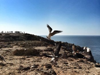 Seagull flying over a sea