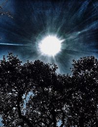 Low angle view of trees against sky