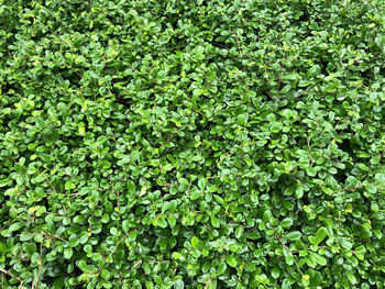 Full frame shot of plants growing on field