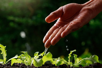 Midsection of person holding plant