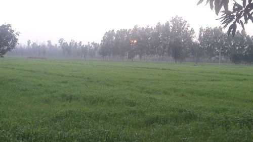 Trees on field against sky
