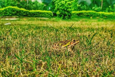 Close-up of butterfly on grass