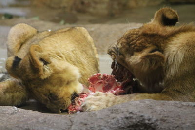 Close-up of lion eating