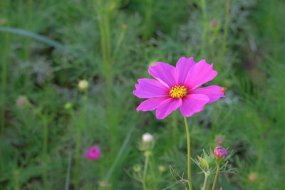 Close-up of pink cosmos flower on field