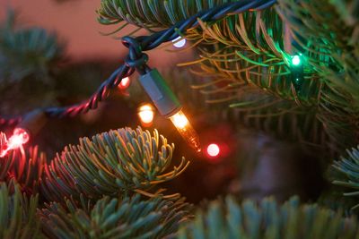 Close-up of illuminated christmas tree