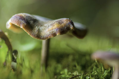 Close-up of mushroom growing on field