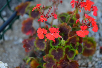 Close-up of red flowering plants