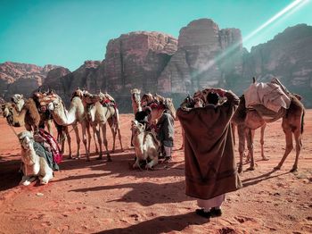 Group of camel on desert against sky