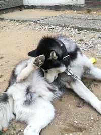 High angle view of dogs relaxing outdoors