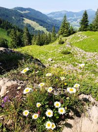 Flowers growing on field by mountains