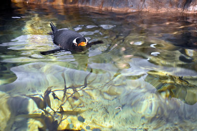 Duck swimming in lake