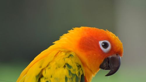 Close-up of parrot