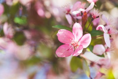 Detail of a single pink apple blossom