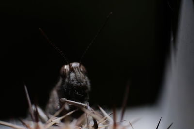 Close-up of insect