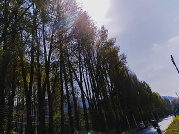 Low angle view of trees in forest against sky