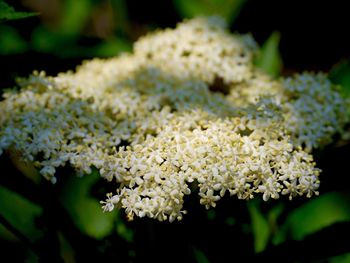 Close-up of white flowers