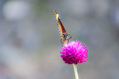 Close-up of butterfly pollinating on purple flower