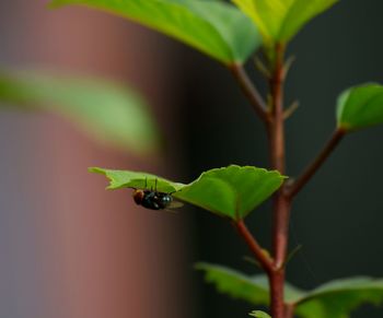 Close-up of insect on leaf