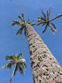 Low angle view of coconut palm tree against clear blue sky