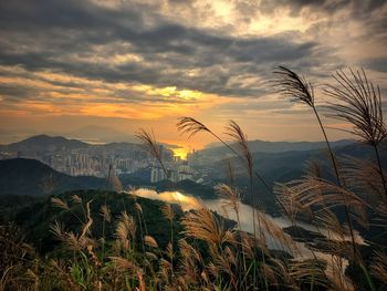 Plants and mountains against sky during sunset