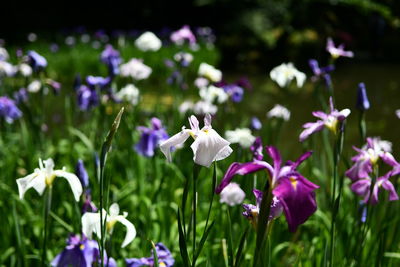 Close-up of white crocus flowers on field