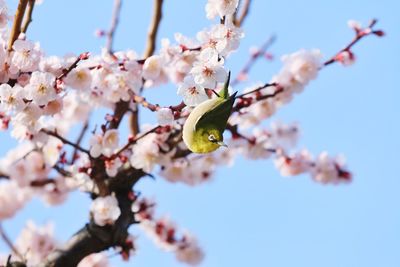 Low angle view of cherry blossoms against sky