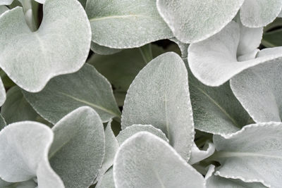 Full frame shot of white flowering plants