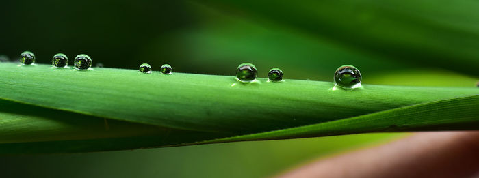 Close-up of insect on leaves