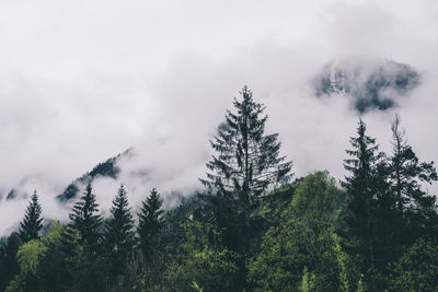 Low angle view of pine trees against sky