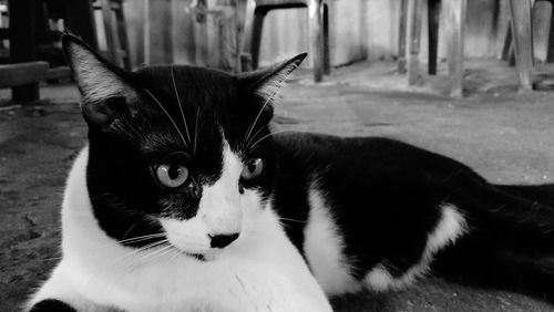 Close-up portrait of cat