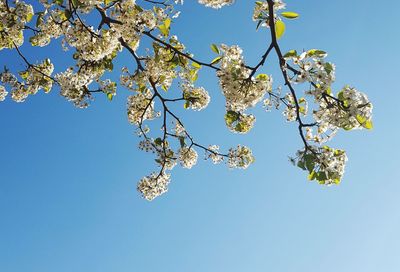 Low angle view of apple blossoms in spring against blue sky
