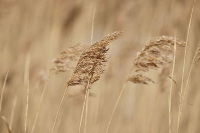 Close-up of stalks in field