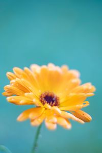 Close-up of yellow flower against blue background