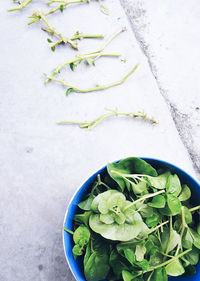 Malabar spinach