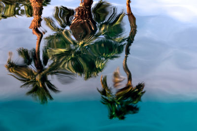 Close-up of plant growing in lake