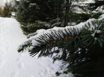 Close-up of frozen tree branch during winter