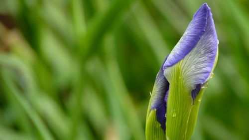 Close-up of purple flower