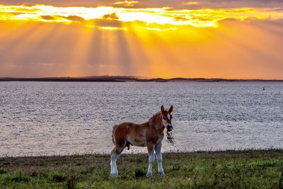 Horse standing on field by sea against sky during sunset