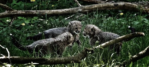 Sheep on tree branch