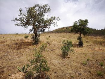 Trees on field against sky